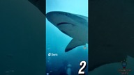 3 CIEKAWOSTKI O REKINACH CZ 2