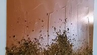 Innowacyjne Dekoracje - magnetyczna siła bursztynowej żywicy!