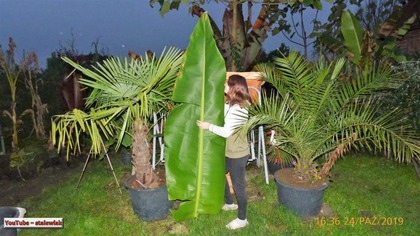 Odc-784.  Liść na gołąbki. Zapowiedź filmu+mierzenie liścia. Banan Ensete ventricosum green.