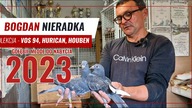 Bogdan Nieradka - gołębie Lini Vos 94,Houben, Pitbull, - Gołębie młode - film gołębie 2023!