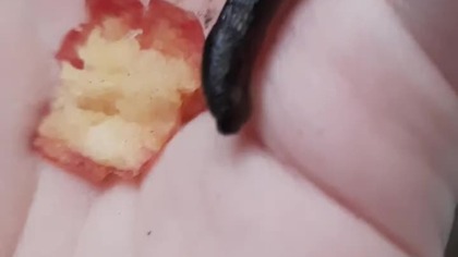 A weakened slug found while searching for shells - how can I help it? 