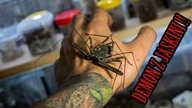 CO TO ZA DZIWADŁA?! Doszły amblypygi Damon diadema z NIGERII