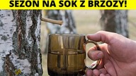 Na co pomoże Ci Sok z Brzozy? - Najlepsze właściwości zdrowotne soku z brzozy