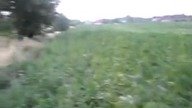 Plantacja marihuany niedaleko Gdańska