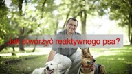Jak stworzyć reaktywnego psa?