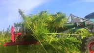 SCINKA KONOPII W KUROZWĘKACH / CANNABIS HARVEST IN POLAND