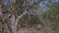 Bogowie muszą być szaleni II (1989)