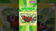 Rusałka pawik - Motyle dla dzieci  Zagadkowa wiosna 