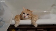 Gruby kotek