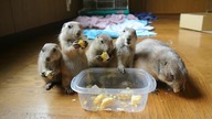 Pieski preriowe (nieświszczuki) jedzą śniadanko
