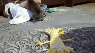 Wariowały dwie chihuahua-y #chihuahua
