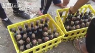 Molotov Cocktail