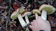 Grzyby, Grzybobranie 2019 + Wysyp Rodzinki Prawdziwków(Borowików Szlachetnych)