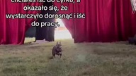 Secik w Cyrku.