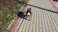 Secik na spacerze: #puppy