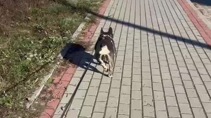 Secik na spacerze: #puppy