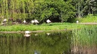 Beautiful Chilean Flamingos in Polish zoo, Warsaw 