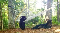 Mama & cubs