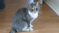 Drunk Cat Fail