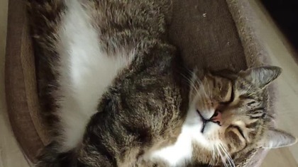 Kiedy miałeś nic nie kupować #aliexpress