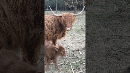 Nowy cielak i nowy środek transportu na farmie.  Paliwo podróżowało, trzeba sobie jakoś radzić 