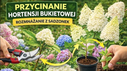 Przycinanie hortensji bukietowej  kiedy i jak ciąć + sadzonki z pędów