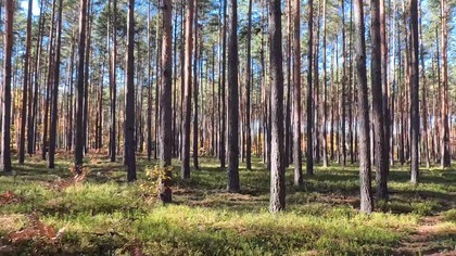 Boruszowice, Tworóg, Lubliniec, Polska
