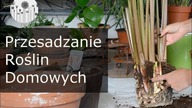Przesadzanie roślin domowych. Kiedy i jak przesadzać i czy przesadzać nowe kwiaty doniczkowe