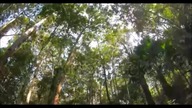 antlania forestry