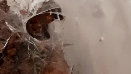 Pterinochilus murisus feeding 