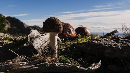 Opowieści z dzikiego Madrytu