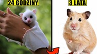 5 NAJKRÓCEJ ŻYJĄCYCH ZWIERZĄT ŚWIATA