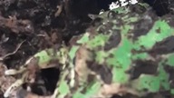Pacman frog (Ceratophrys cranwelli) feeding 