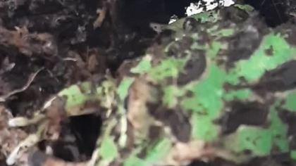 Pacman frog (Ceratophrys cranwelli) feeding 
