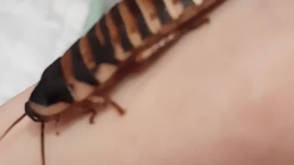 Halloween Hissing Roach (Elliptorhina javanica)