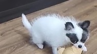 Chihuahua Luna Day 43