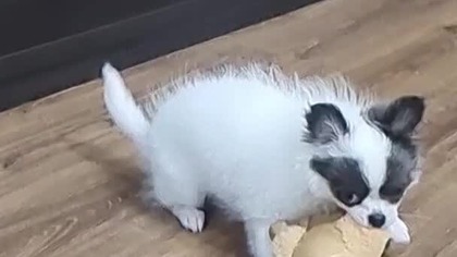 Chihuahua Luna Day 43