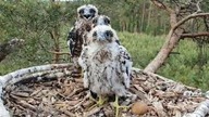 Trojaczki sokoła wędrownego w lesie koło Gorzowa