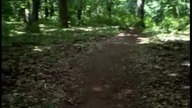 Spacer...  piękno lasu