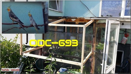 Odc-693-Papugi nimfy, rozbudowa woliery zewnętrznej . Przejście ze szklarni na dw&oacute;r.