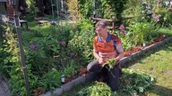 Fuksje i nowe clematisy * Garden kuRaż * 21. 05. 2026