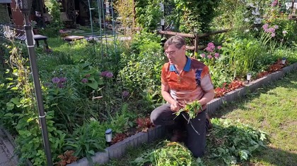 Fuksje i nowe clematisy * Garden kuRaż * 21. 05. 2026