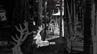 Sutro Heights Garden: A Hidden Oasis Revealed! 