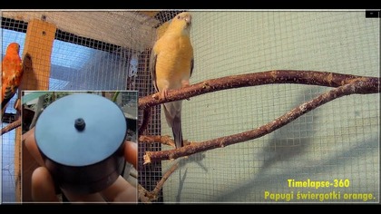 Timelapse Myrmica 360TL test,jak działa itd,papugi świergotki orange. Co dalej z tym?