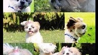 Cutest Puppy - funny -  Photos