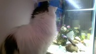 Hercules and the fish