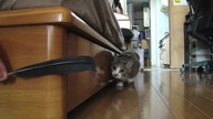 Kot Ninja 2