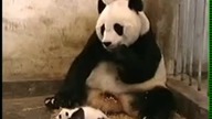 Kichajace Pandy