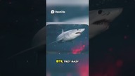 Megalodon Największy drapieżnik w historii oceanów