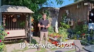 W Garden kuRaż * Czereśnie, kury i króliki * 13.  06.  2025